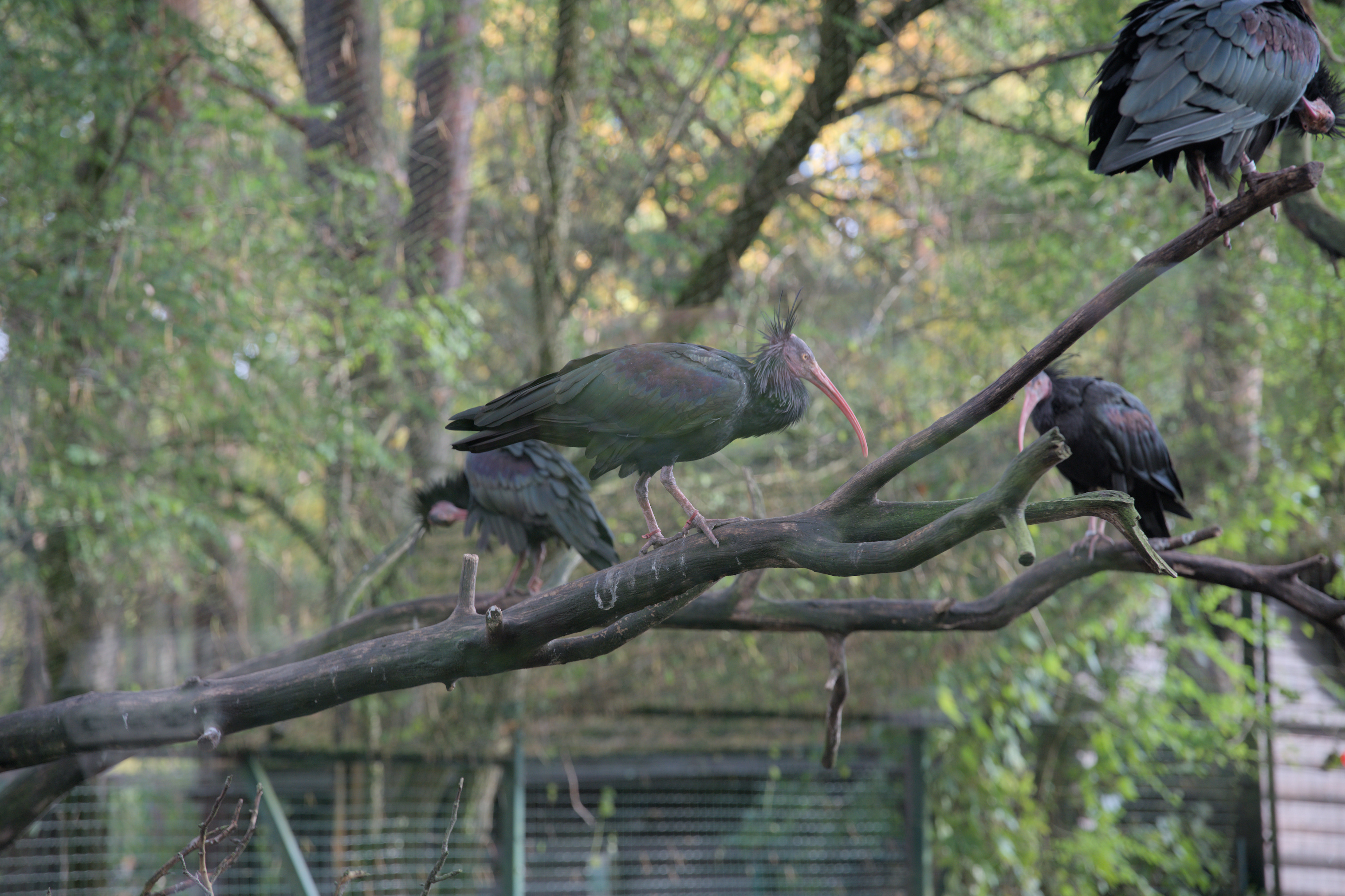 2025/10/12 - zoo/DSC_0025.jpg